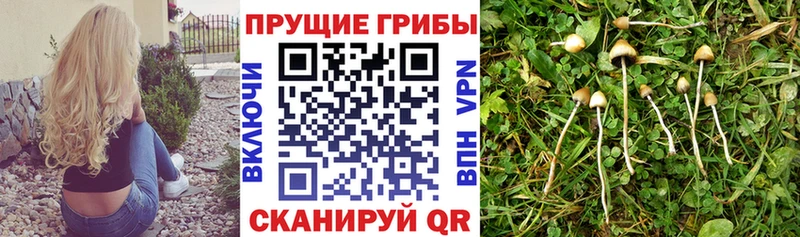 как найти наркотики  Новотитаровская  Псилоцибиновые грибы мицелий 